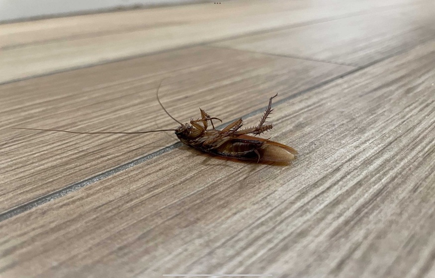 Corners pest control