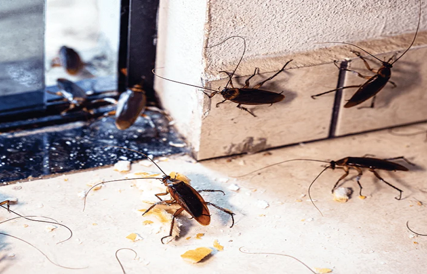 pest control