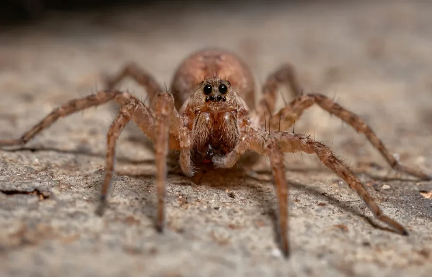 Spider Surges in Phoenix